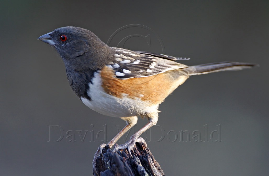 Spotted Towhee - female_1197.jpg
