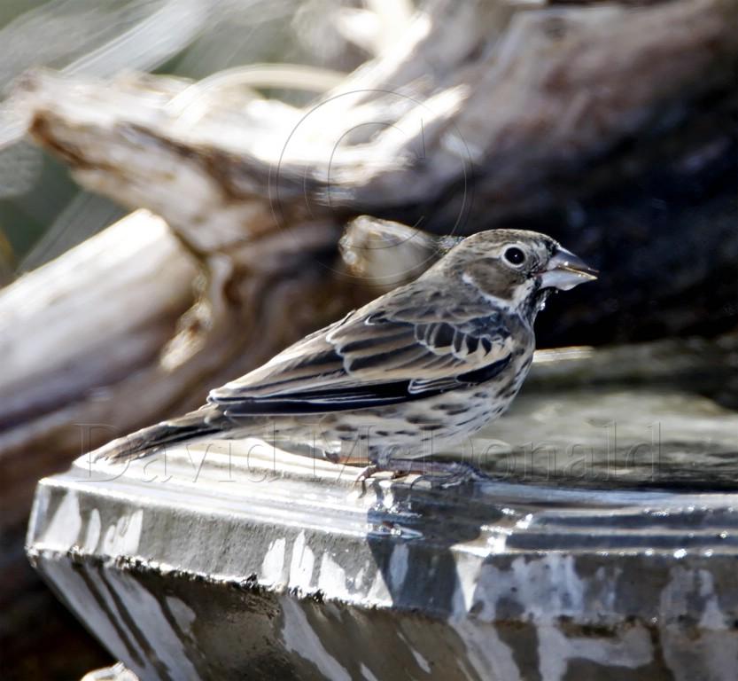 Lark Bunting - male 1st winter_1445.jpg
