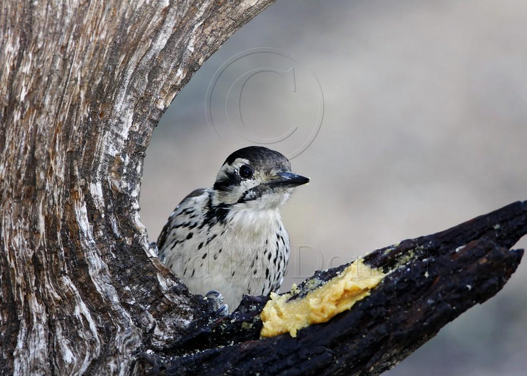 Ladder-backed Woodpecker - female_0727.jpg