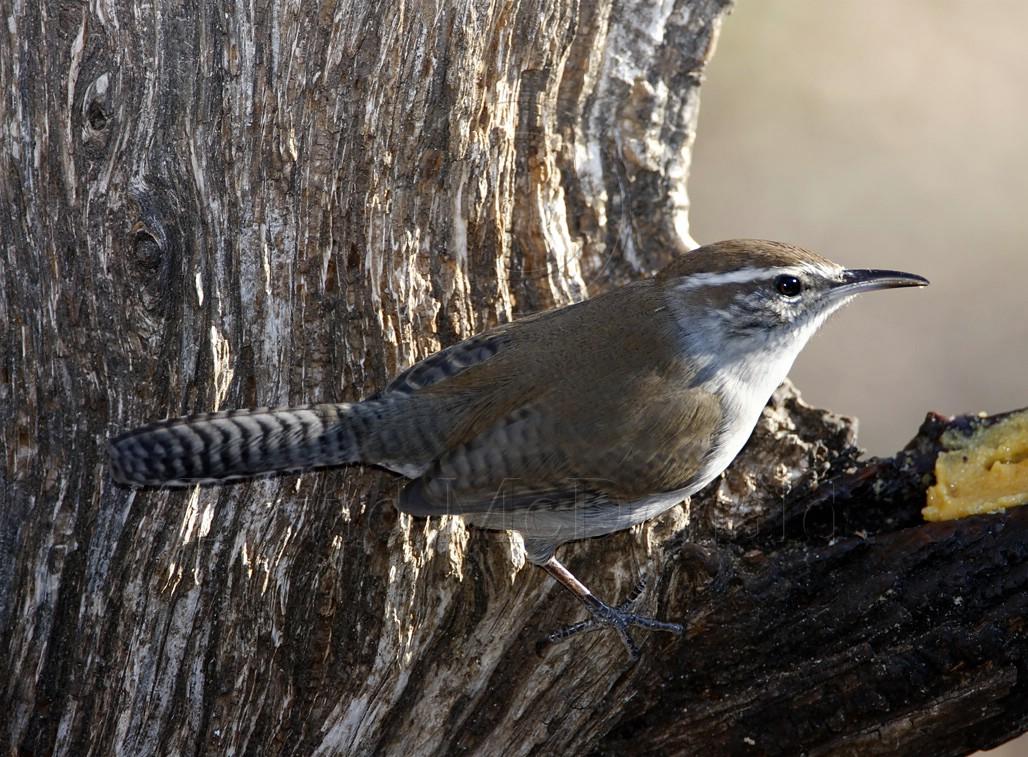 Bewicks Wren_1047.jpg