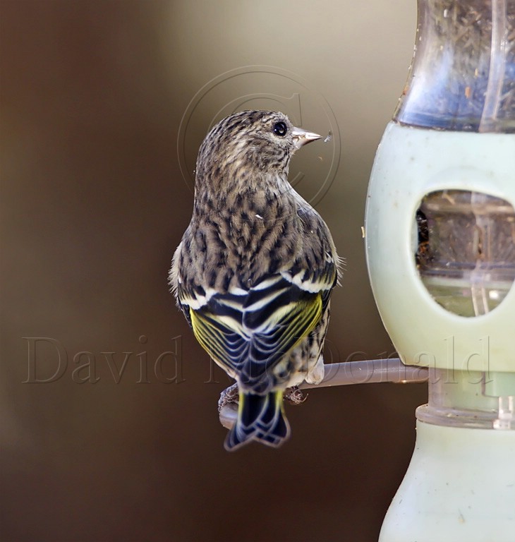 Pine Siskin_0995.jpg