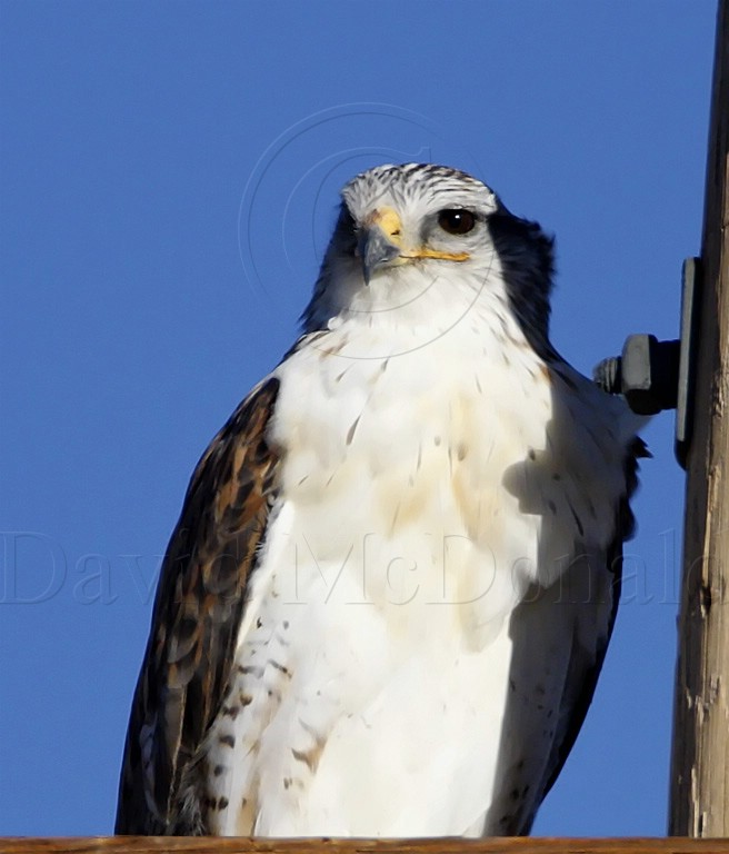 Ferruginous Hawk - adult_0001.jpg