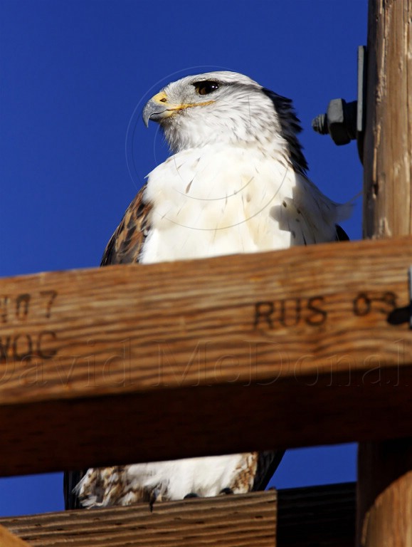 Ferruginous Hawk - adult_0028.jpg