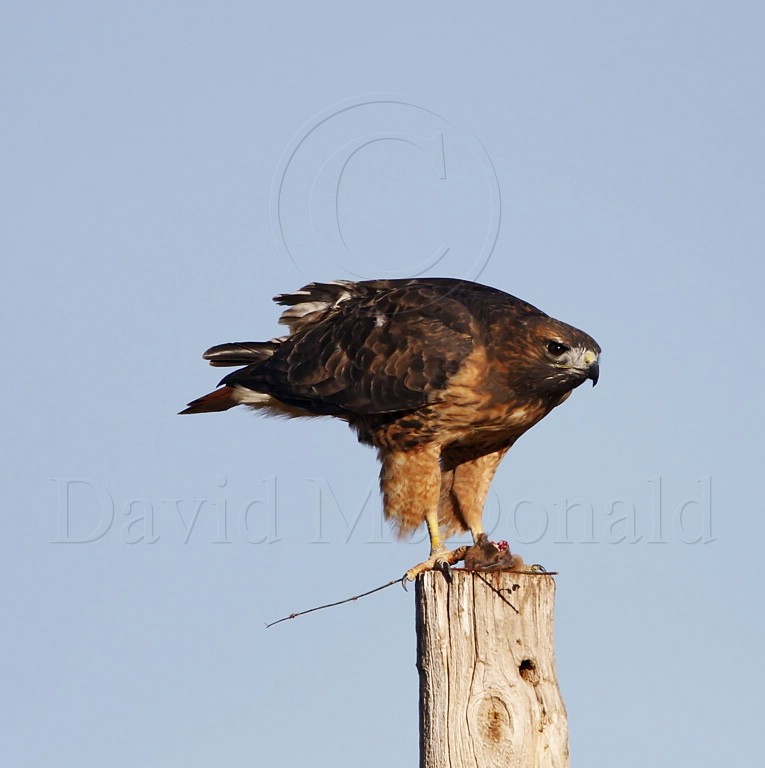 Red-tailed Hawk - rufous morph_9396.jpg