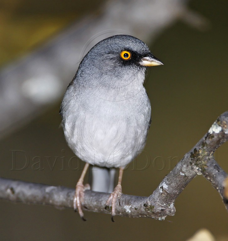 Yellow-eyed Junco_9742.jpg