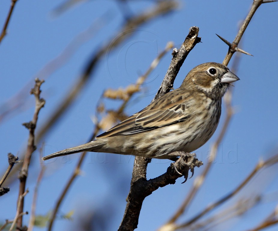 Lark Bunting - male 1st winter_9662.jpg