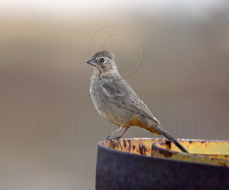 Canyon Towhee_9034.jpg