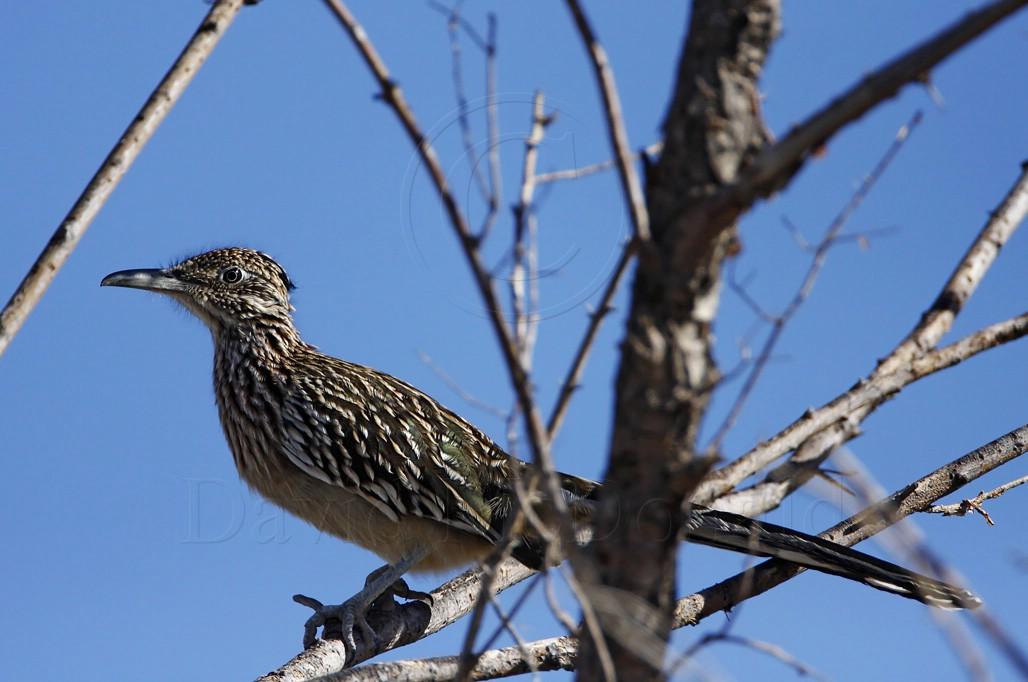 Greater Roadrunner_9569.jpg