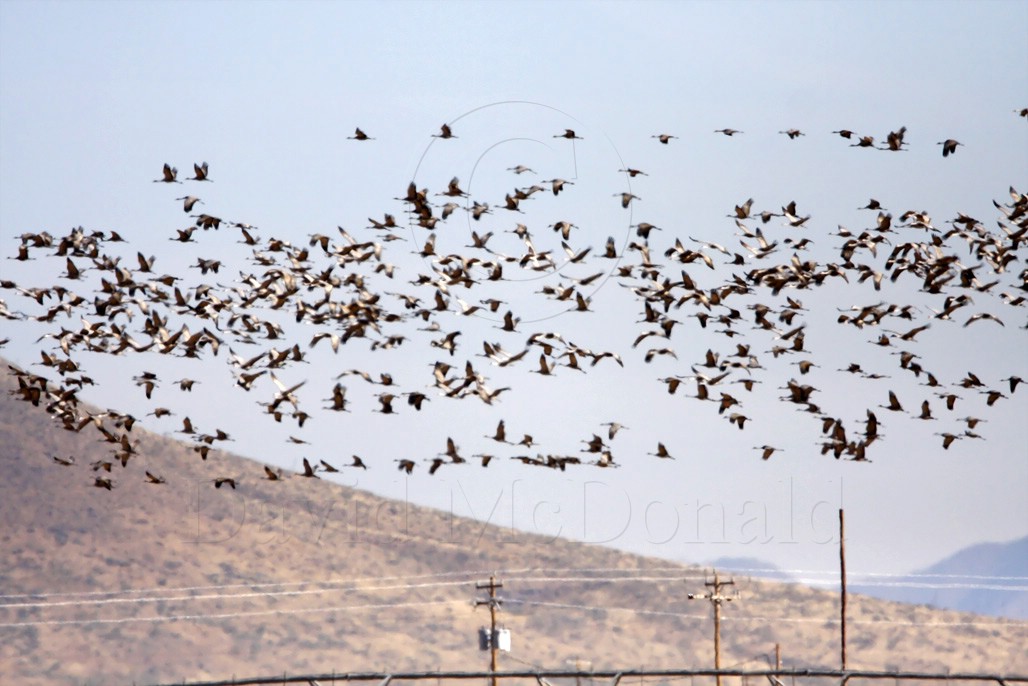 Sandhill Cranes_9673.jpg