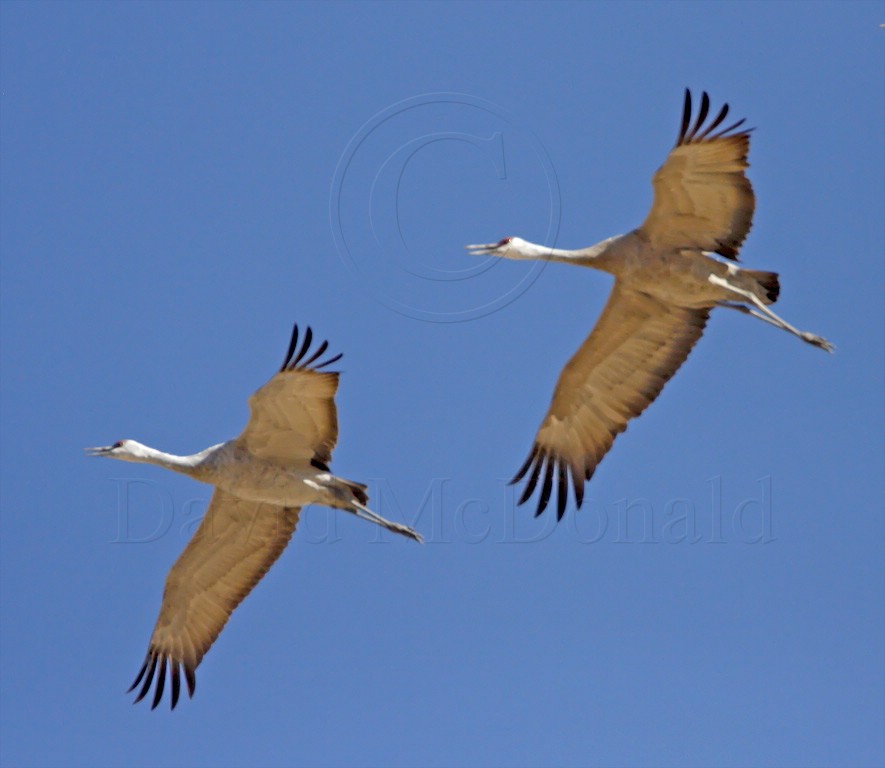 Sandhill Cranes_9706.jpg