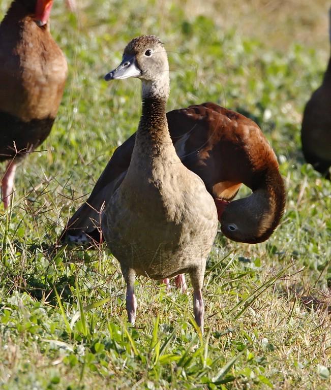Black-bellied Whistling-Duck - juvenile_2109.jpg