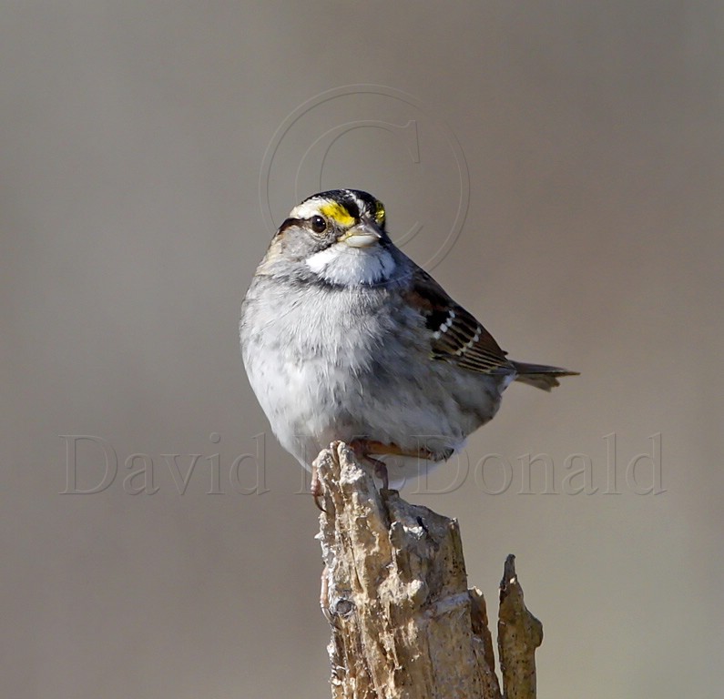 White-throated Sparrow_2598.jpg
