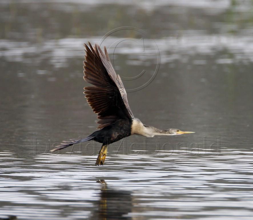 Anhinga - juvenile_3062.jpg