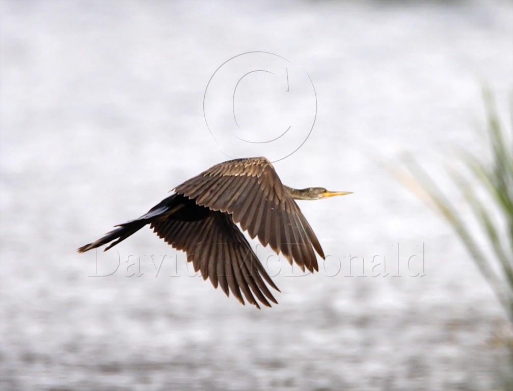 Anhinga - juvenile_3068.jpg
