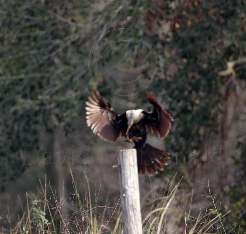 Anhinga - juvenile_3082.jpg