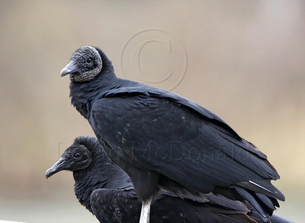 Black Vulture_3151.jpg