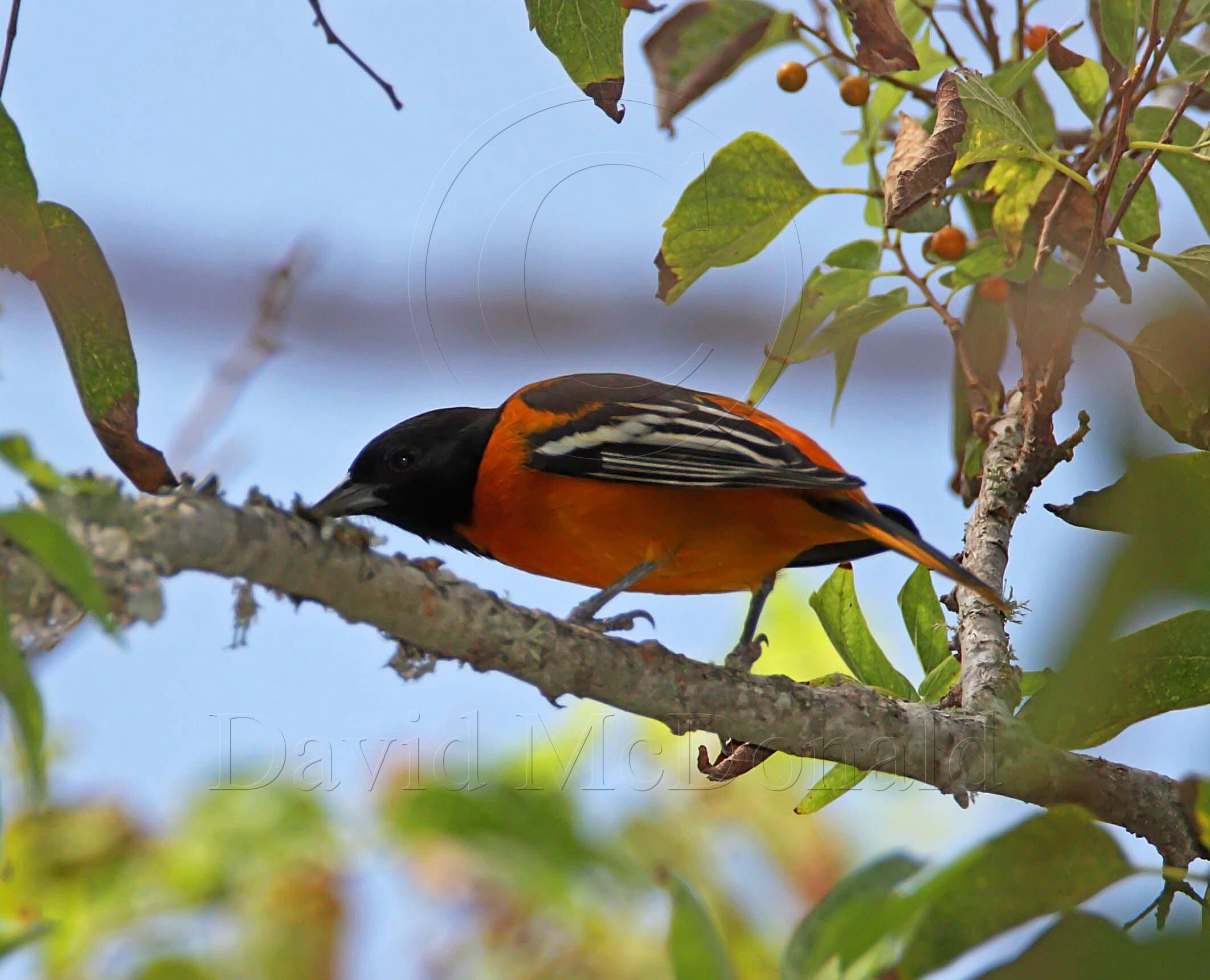 Baltimore Oriole - male_3813.jpg