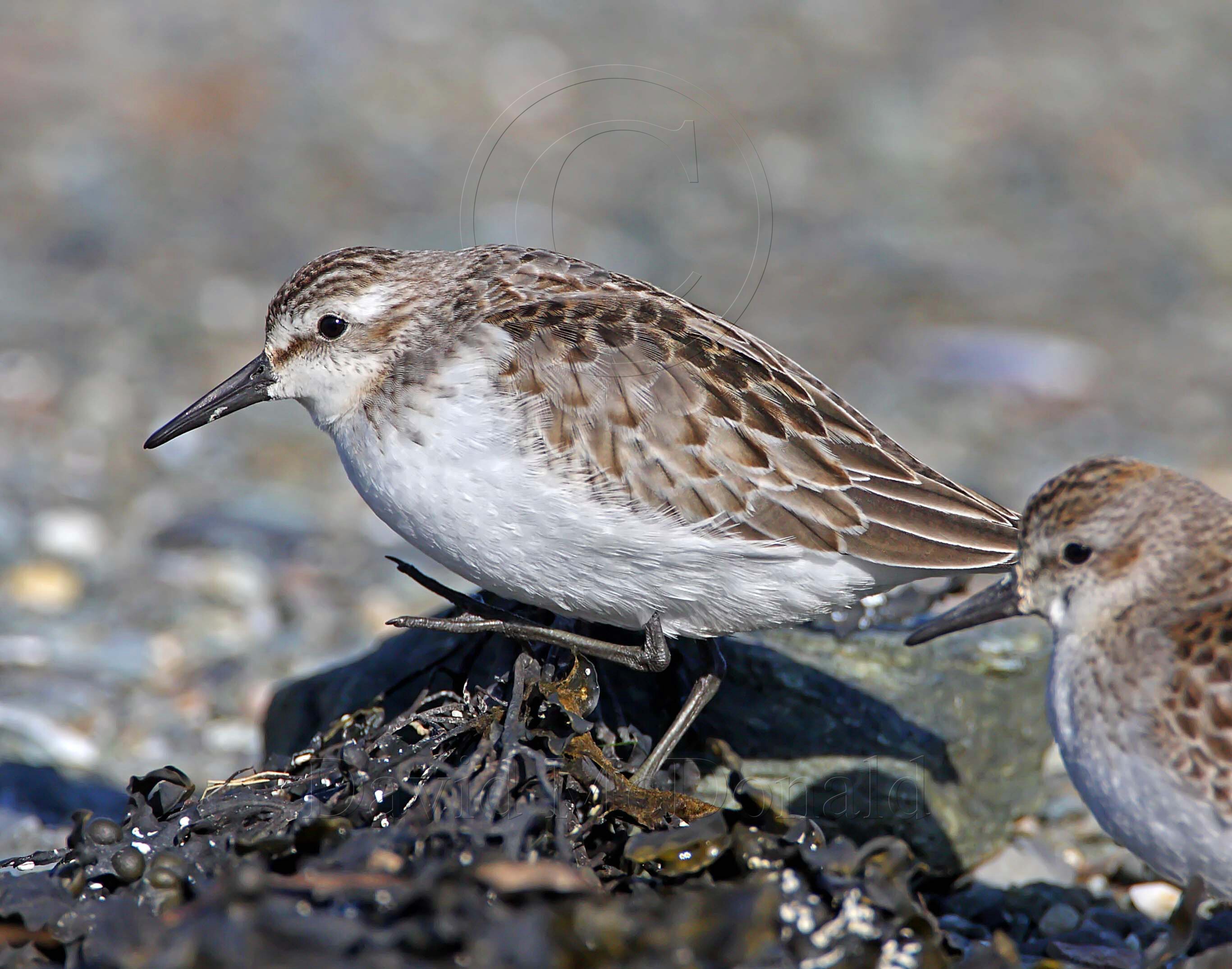 Semipalmated Sandpiper - winter_4197.jpg