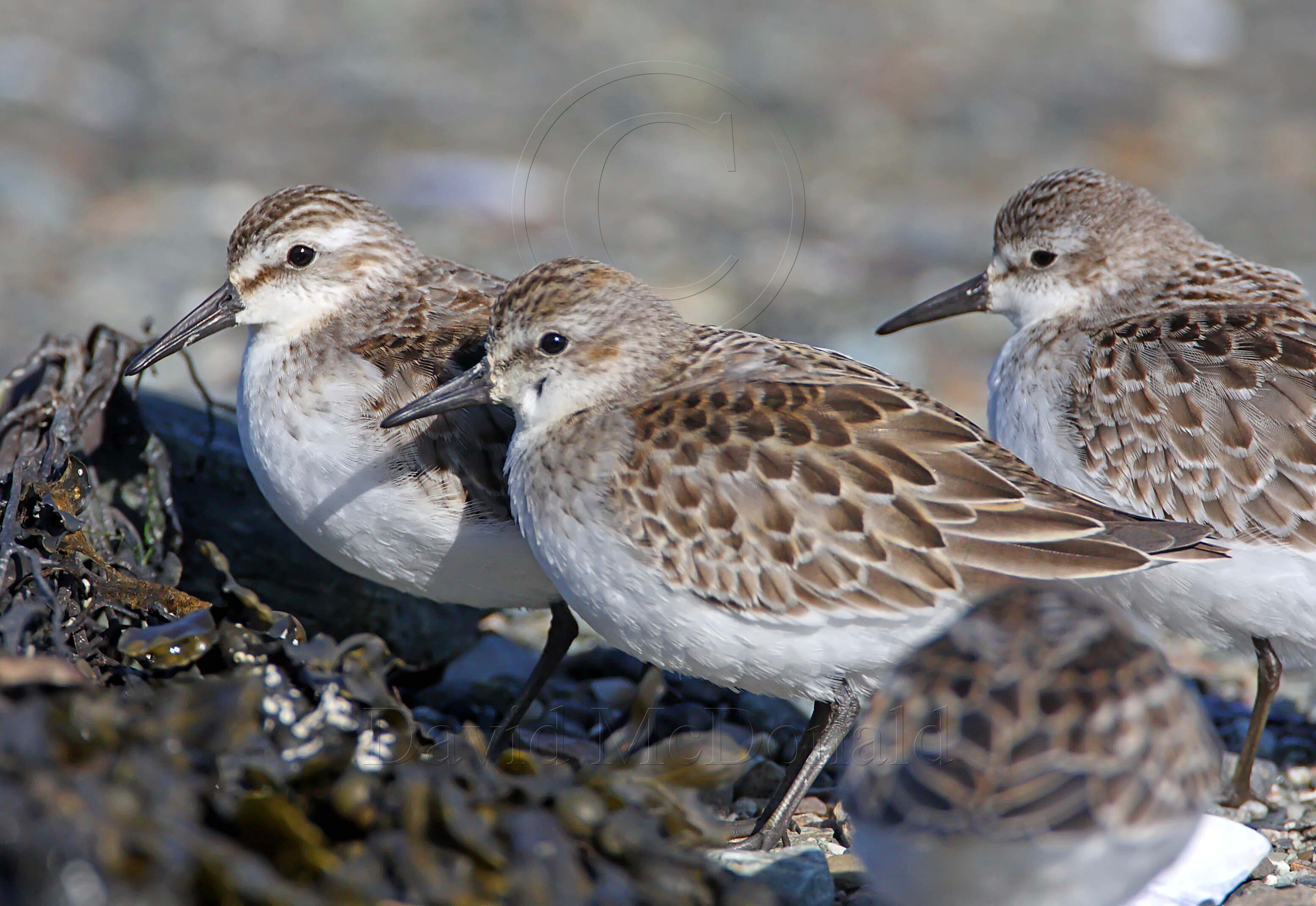 Semipalmated Sandpiper - winter_4192.jpg