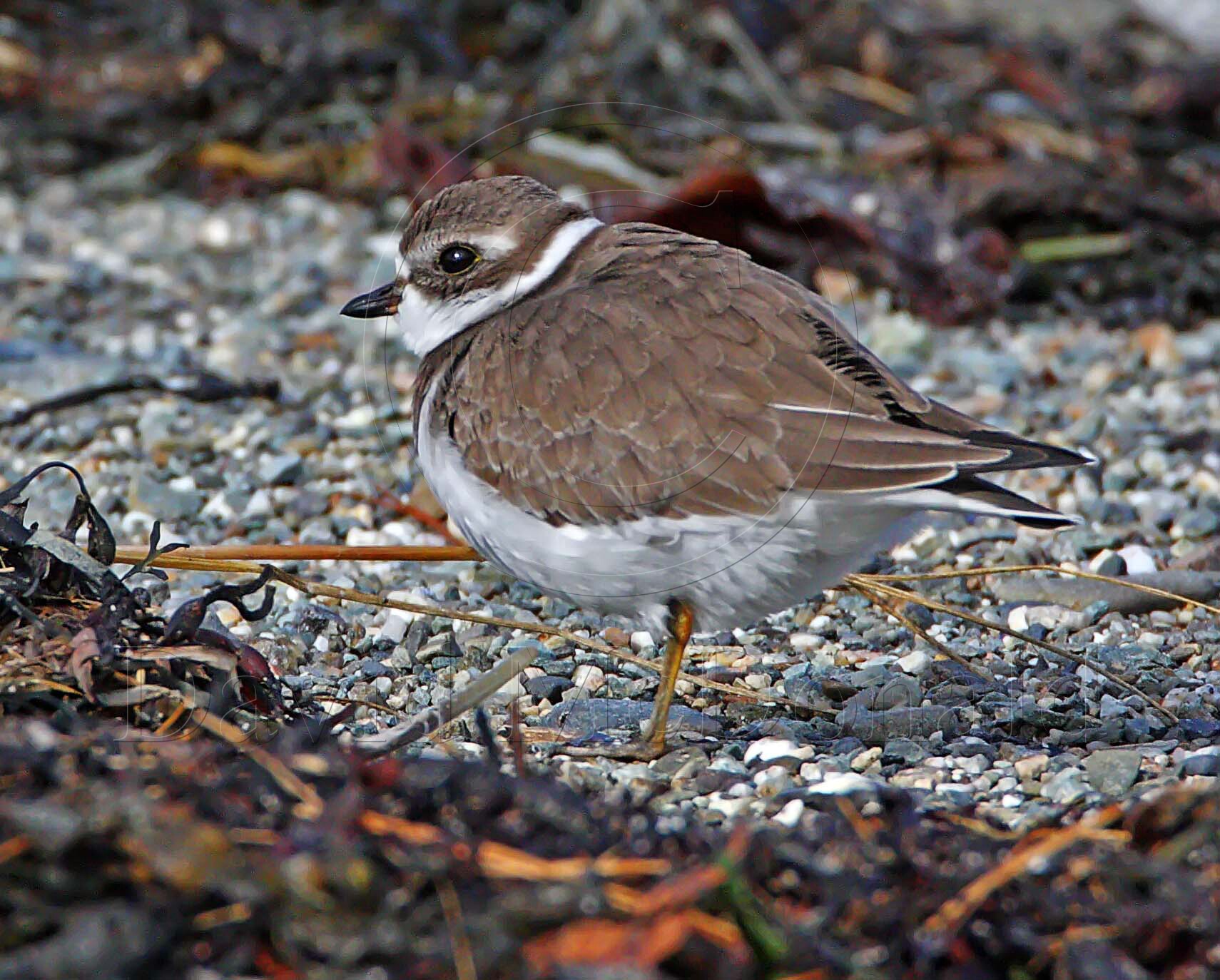 Semipalmated Plover - winter_5107.jpg