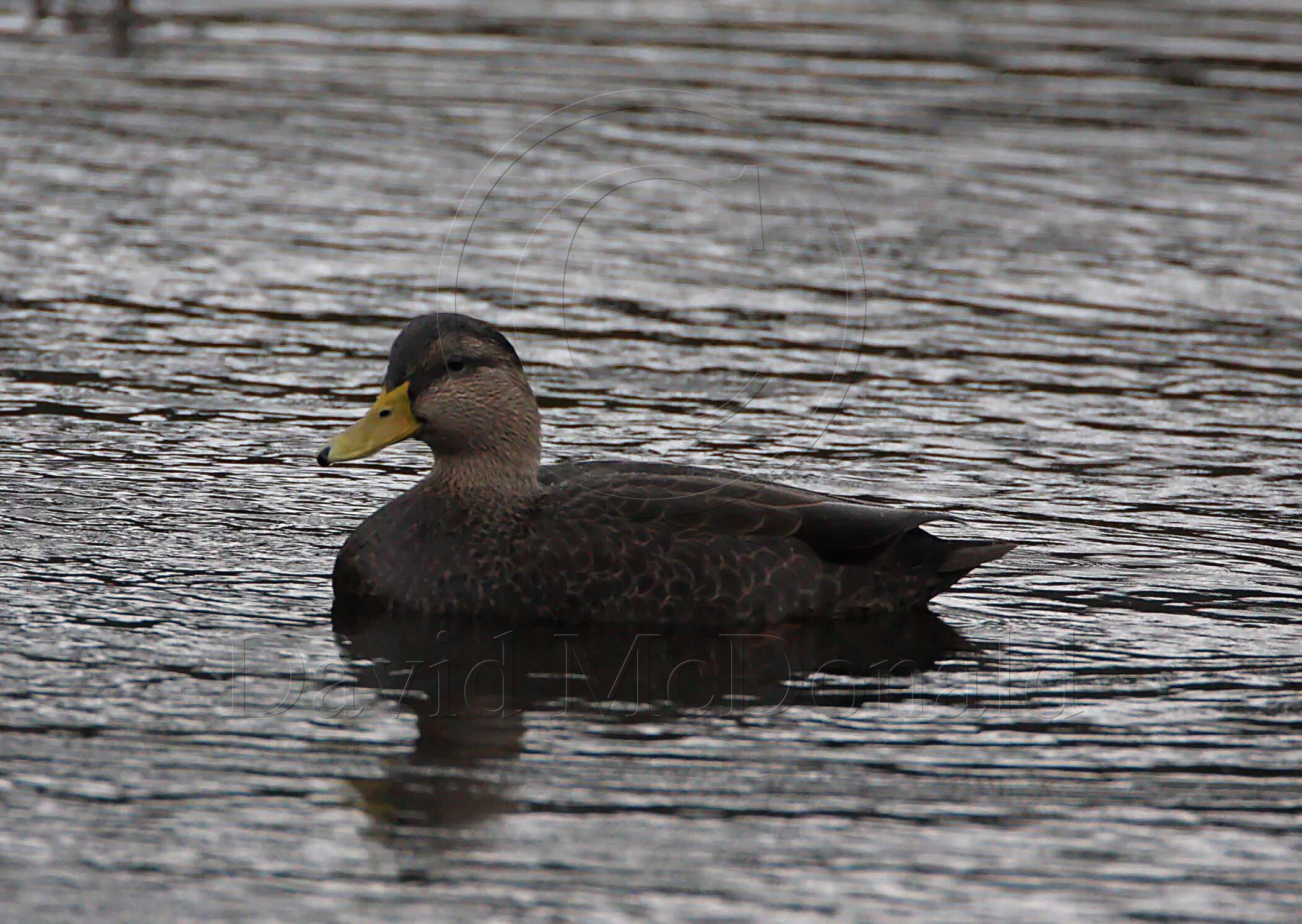 American Black Duck_4454.jpg