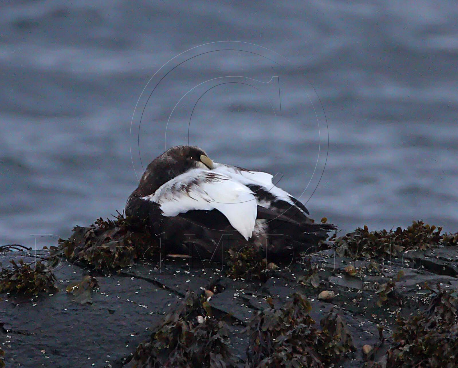 Common Eider - male_4603.jpg
