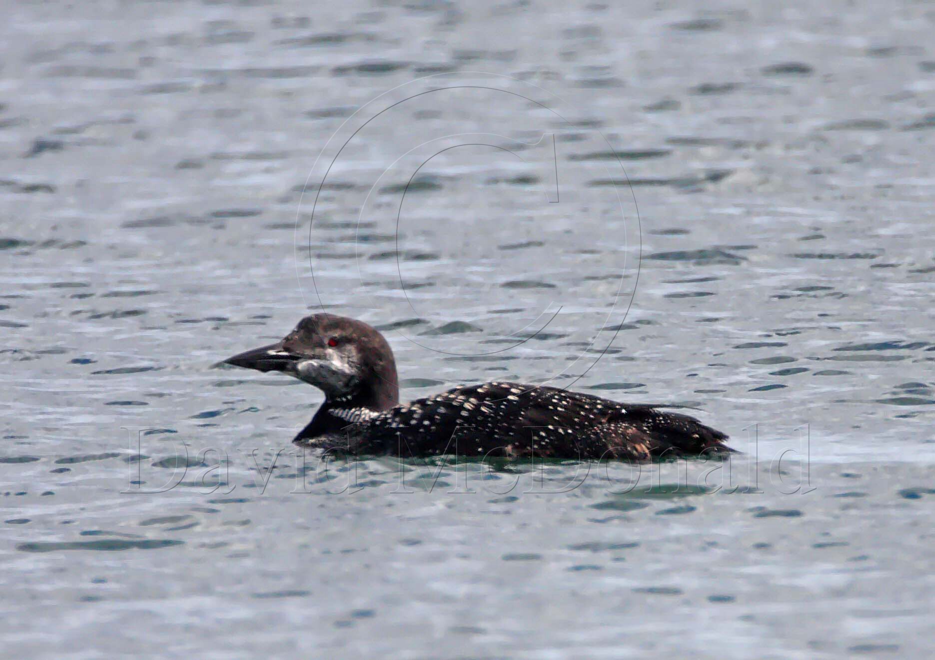 Common Loon_5003.jpg