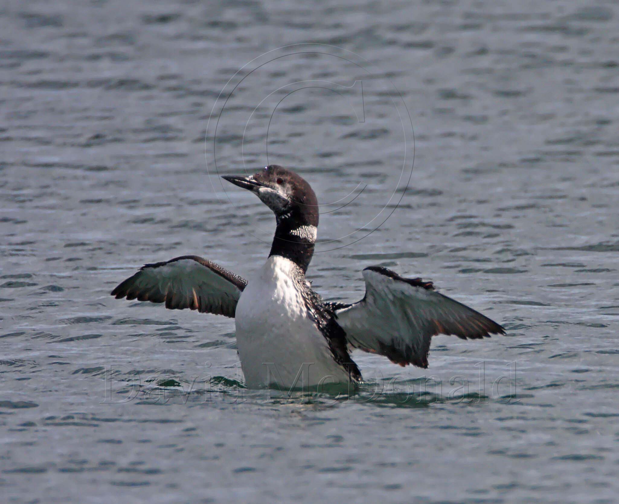 Common Loon_5014.jpg