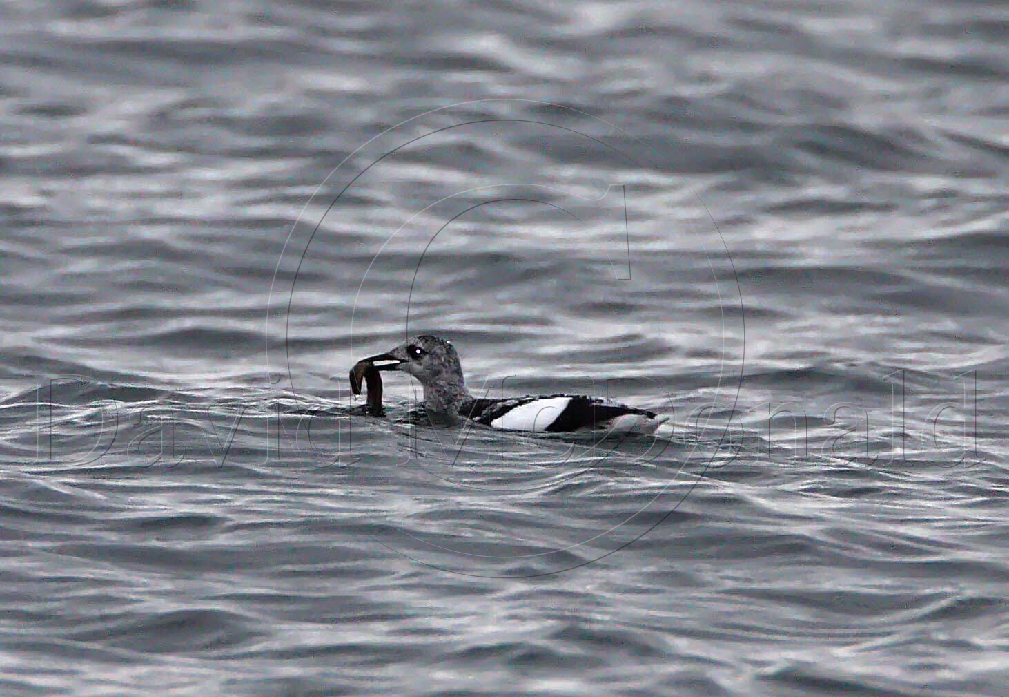 Black Guillemot - winter_4593.jpg