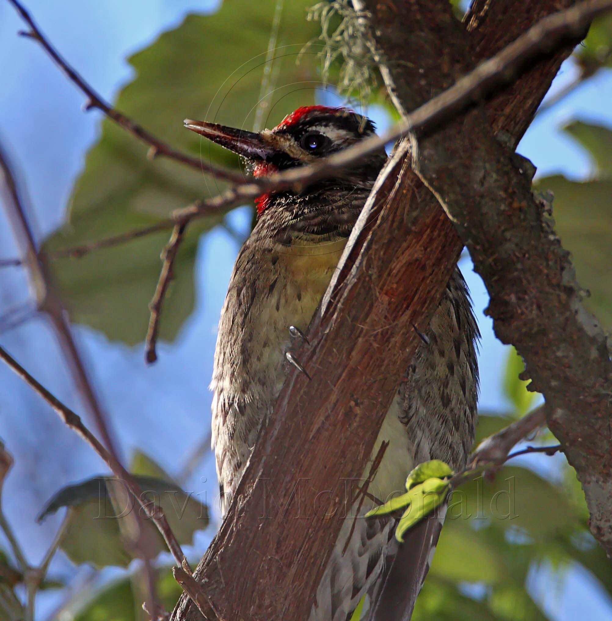 Yellow-bellied Sapsucker -  male_5184.jpg