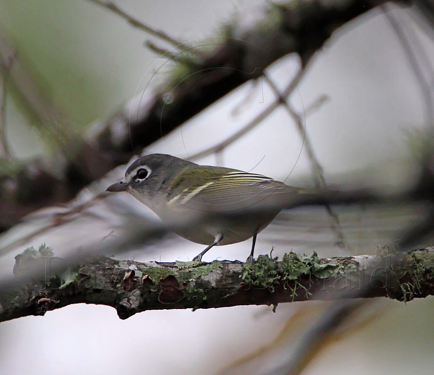 Blue-headed Vireo_7239.jpg