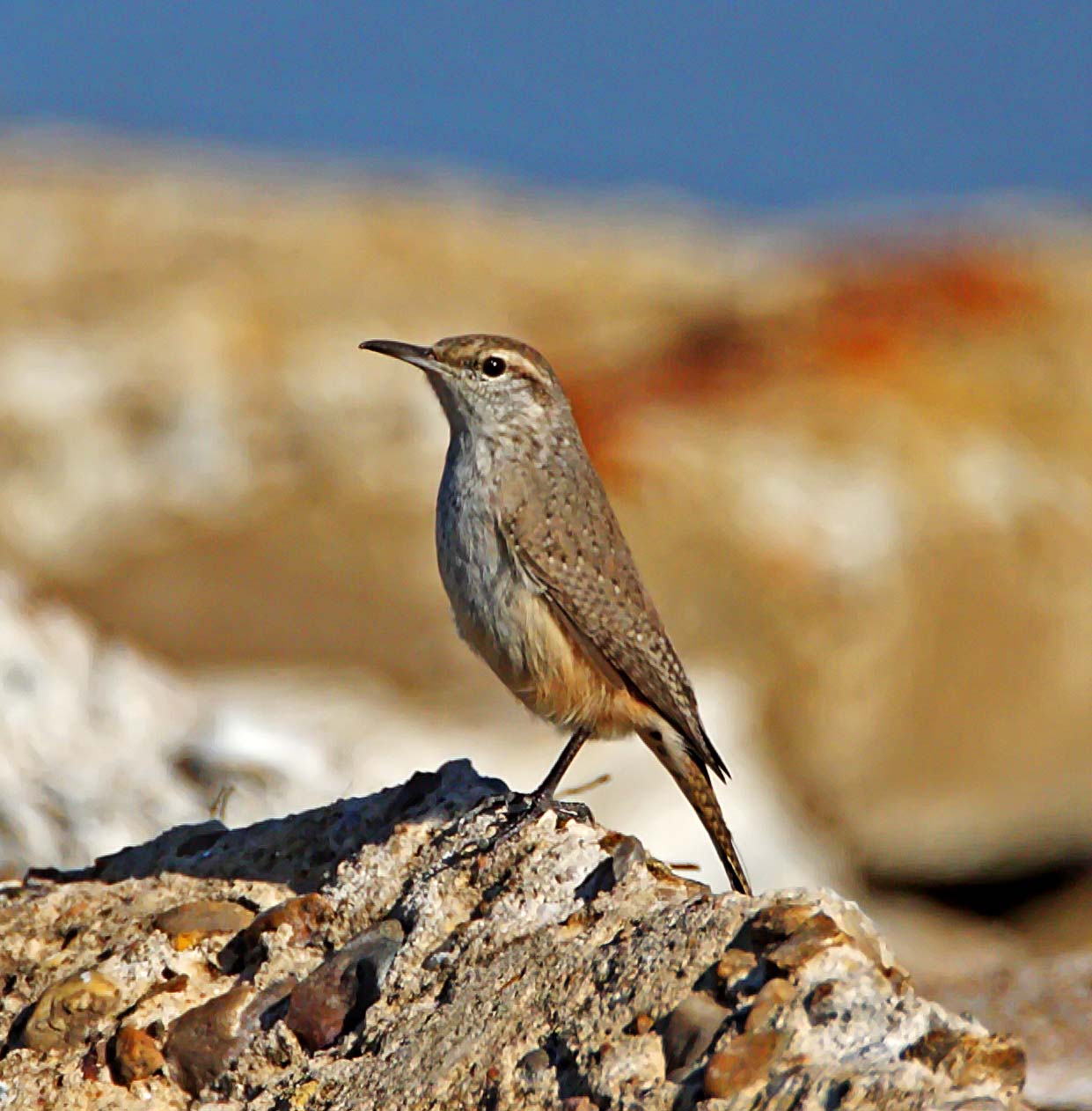 Rock Wren_7366.jpg