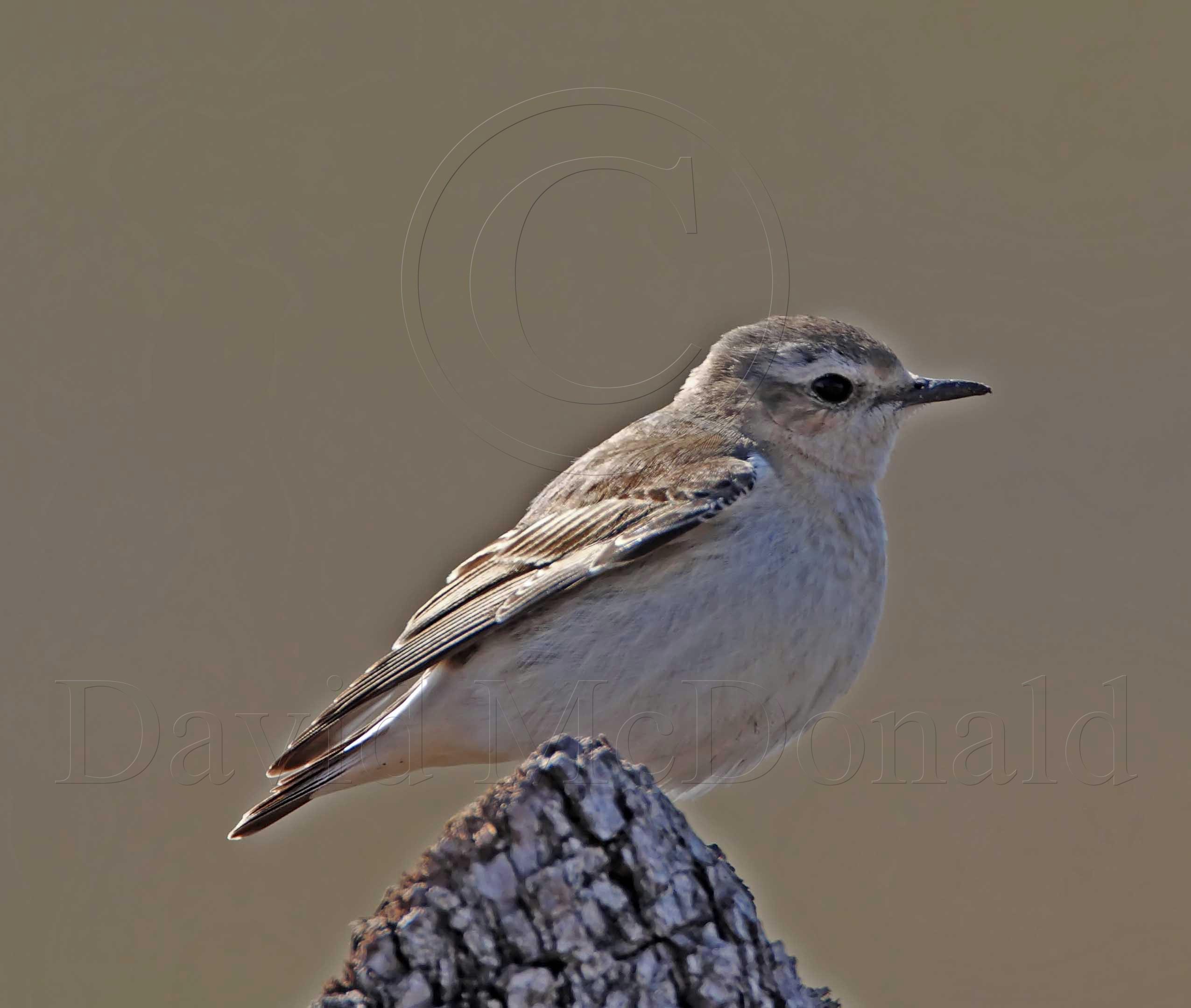 Northern Wheatear - female Beeville TX_1127.jpg