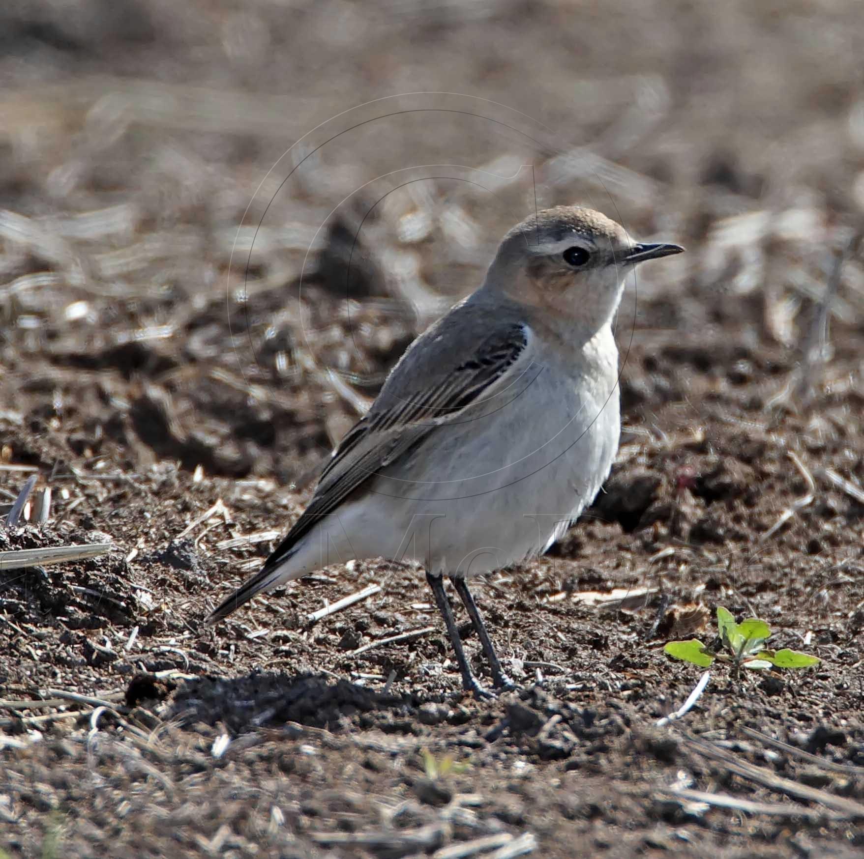 Northern Wheatear - female Beeville TX_1260.jpg