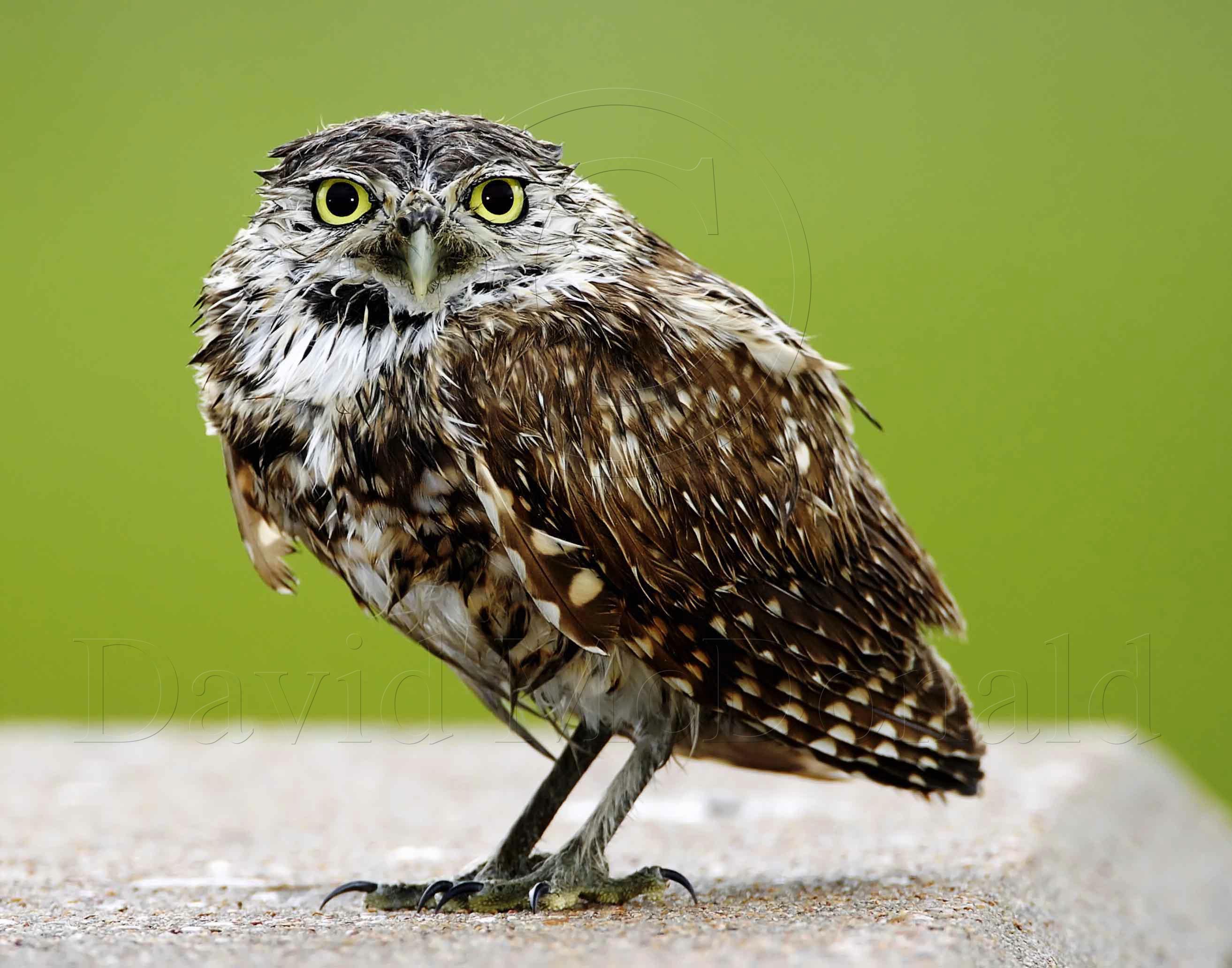 Burrowing Owl _6449.jpg