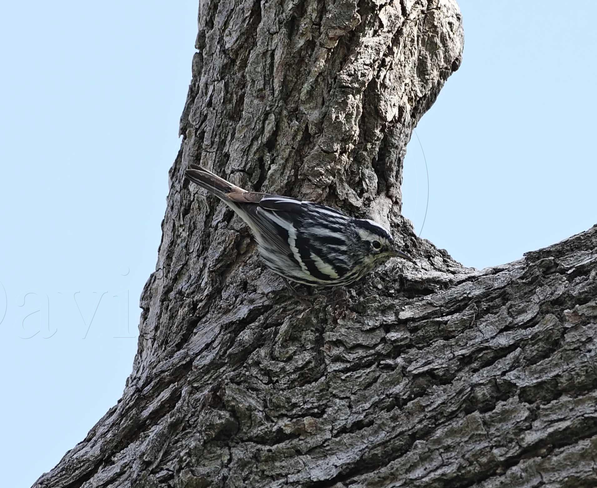 Black-and-white Warbler_8656.jpg