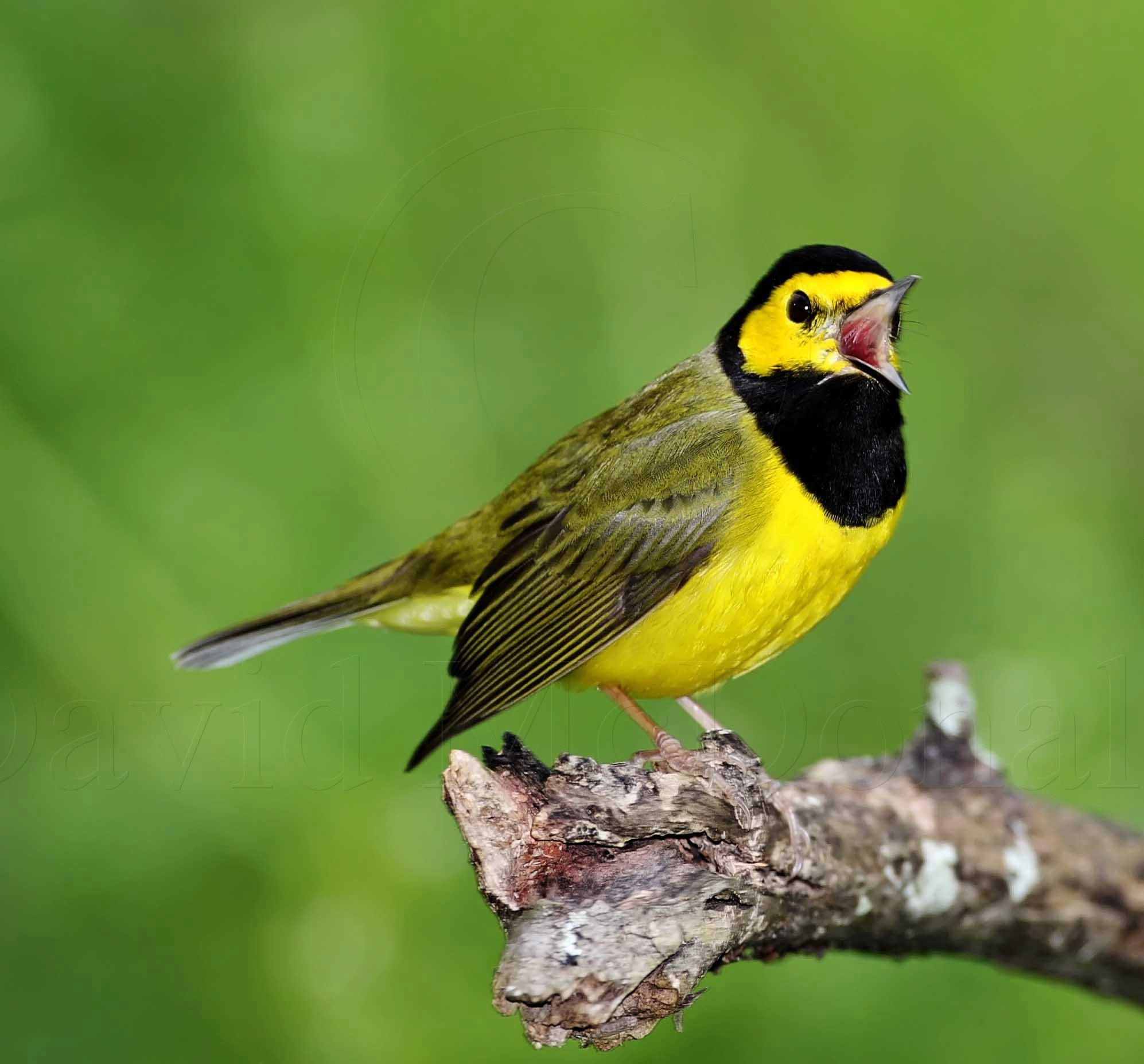 Hooded Warbler - male_8715.jpg