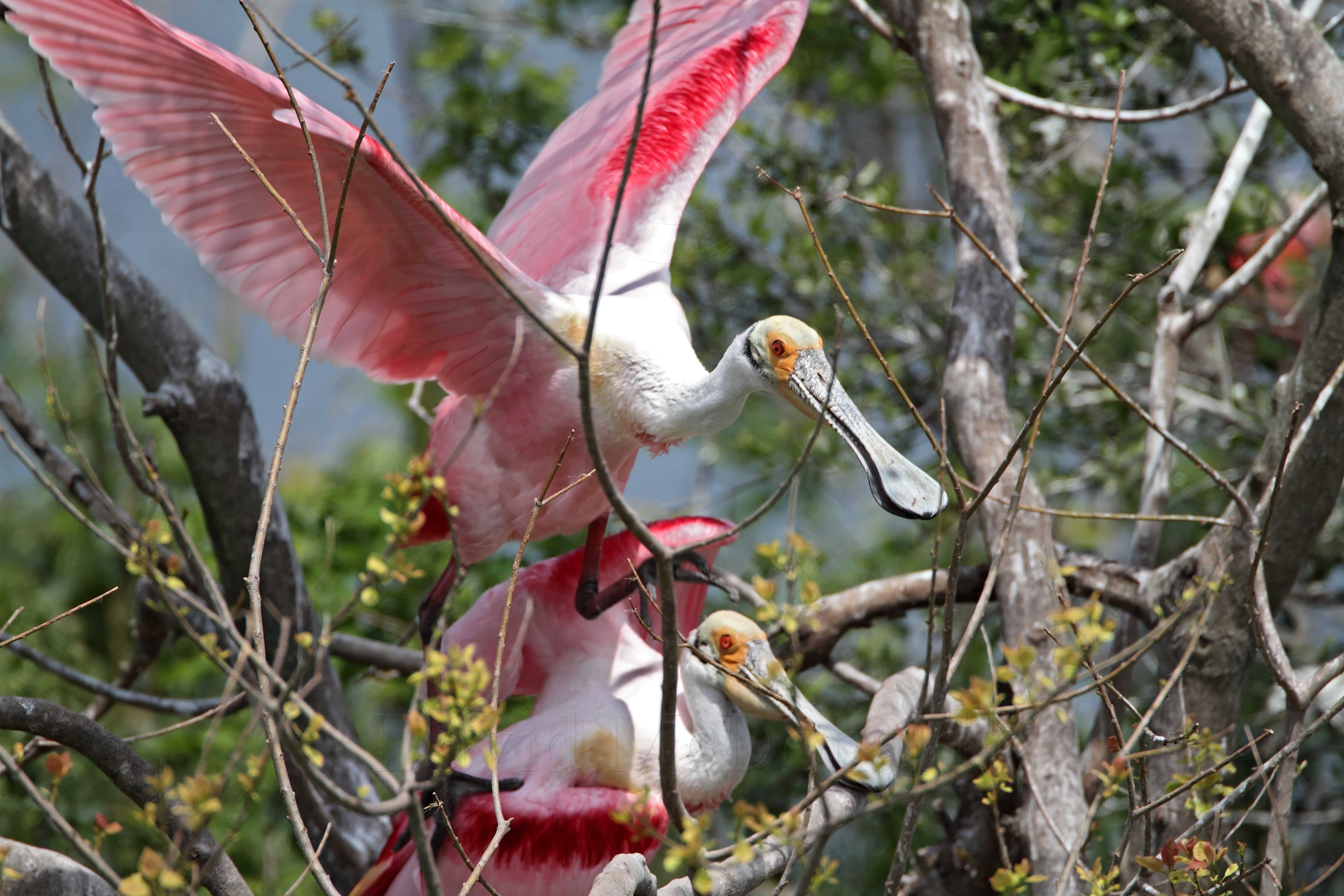 Roseate Spoonbill_4538.jpg