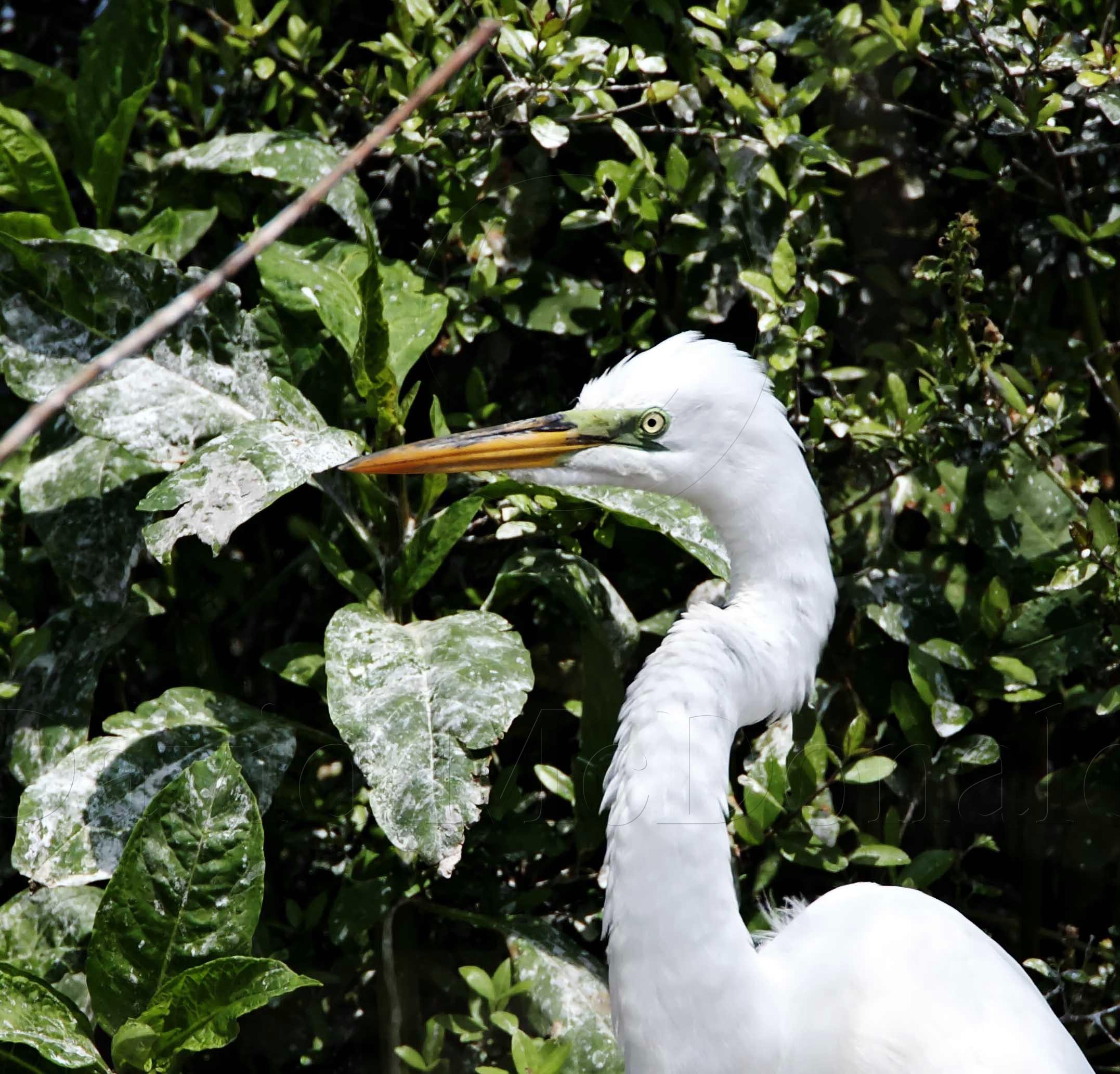 Great Egret - breeding_4455.jpg