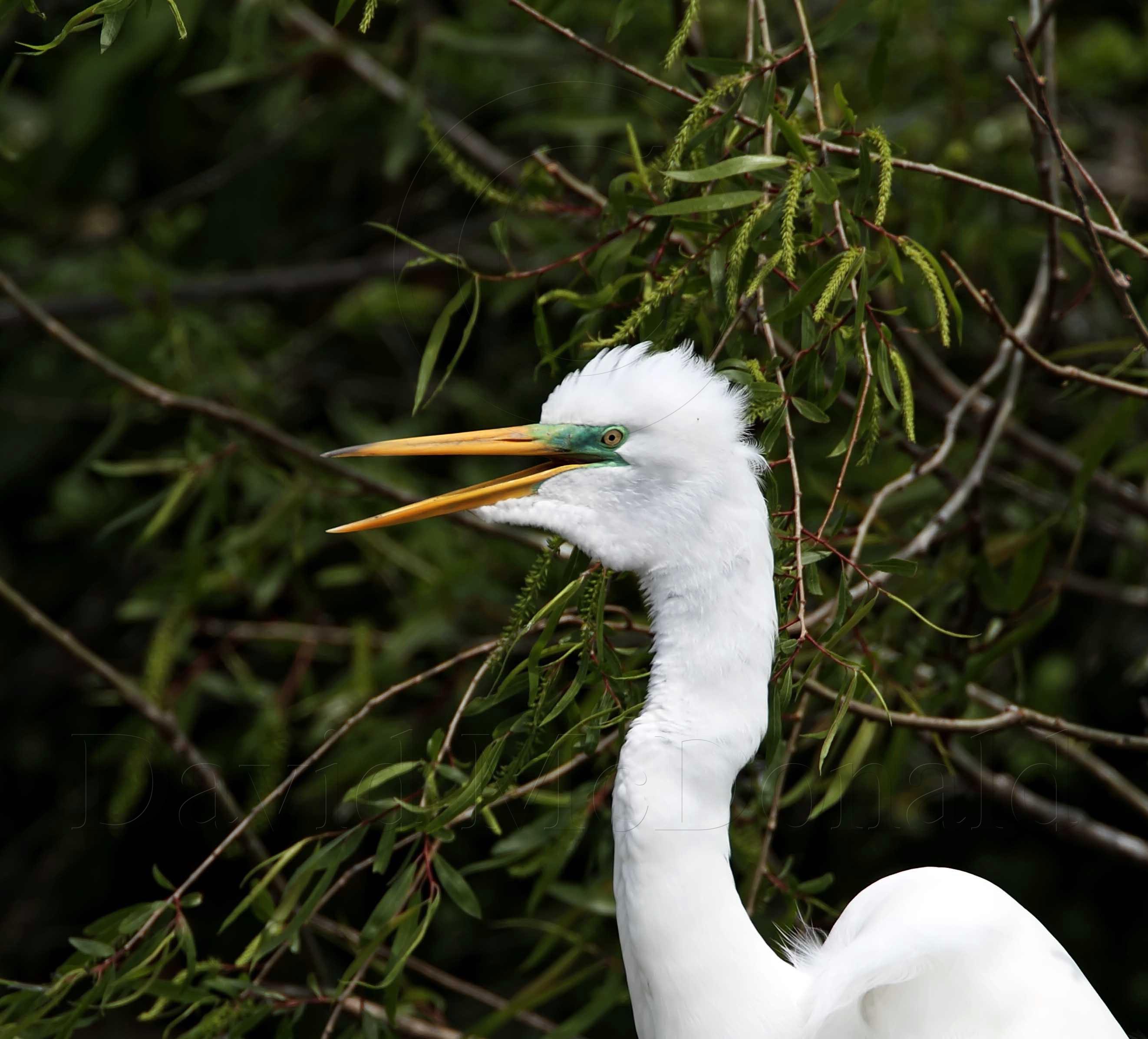 Great Egret - breeding_4636.jpg