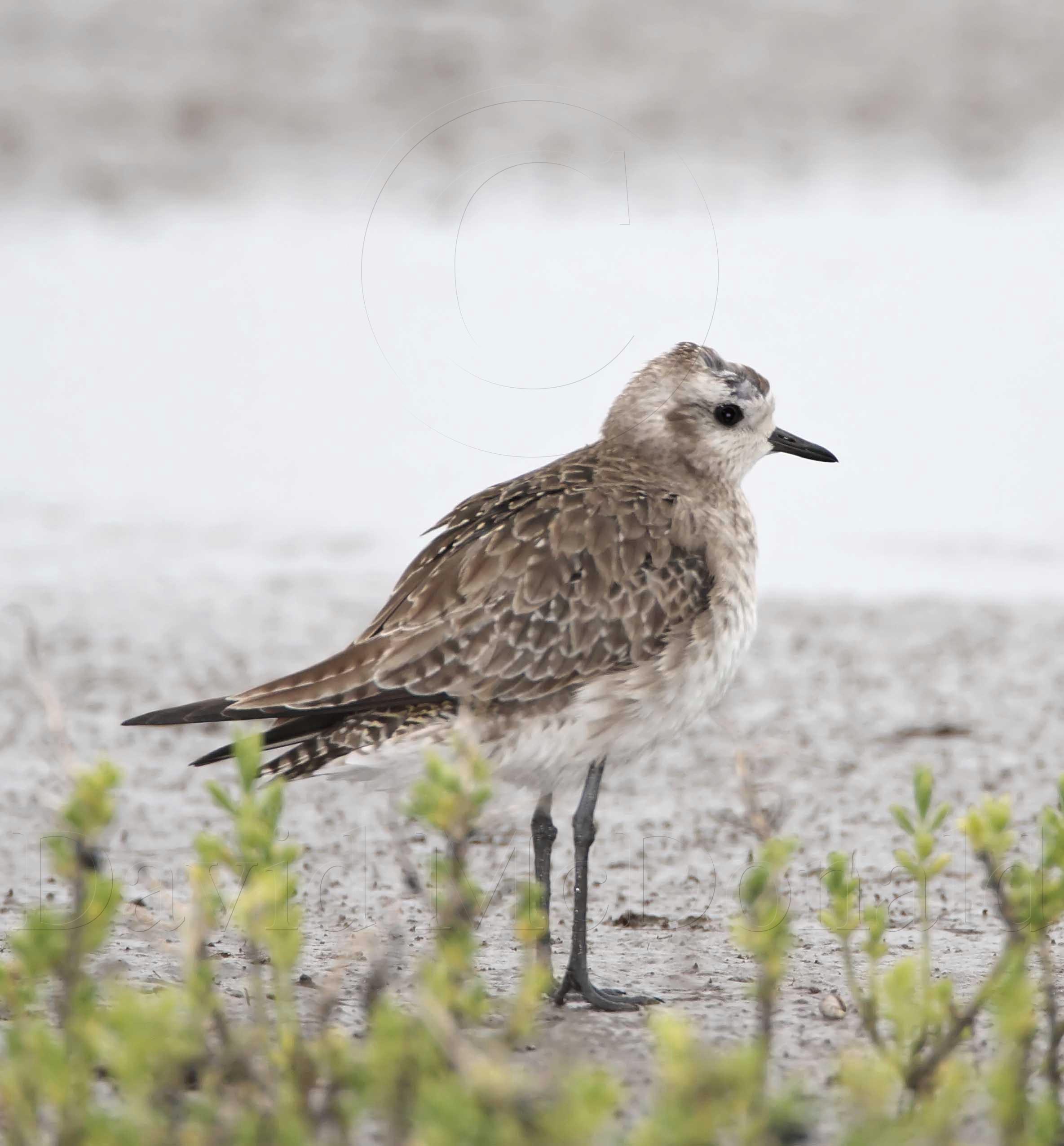 American Golden- Plover_4675.jpg