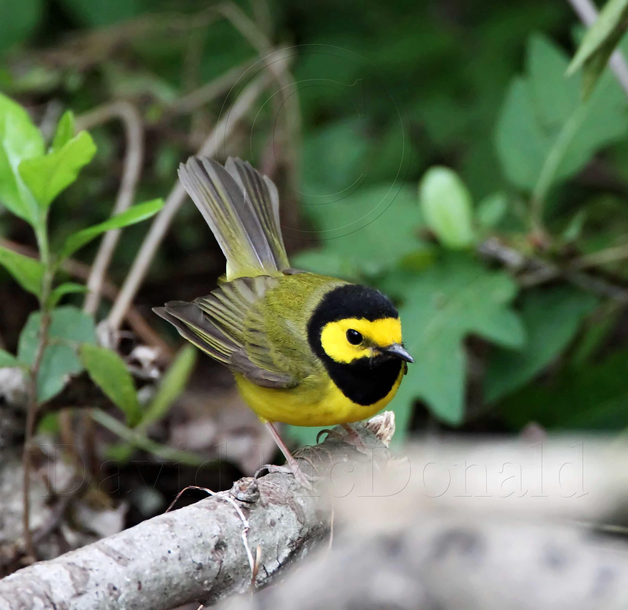 Hooded Warbler - male_5023.jpg
