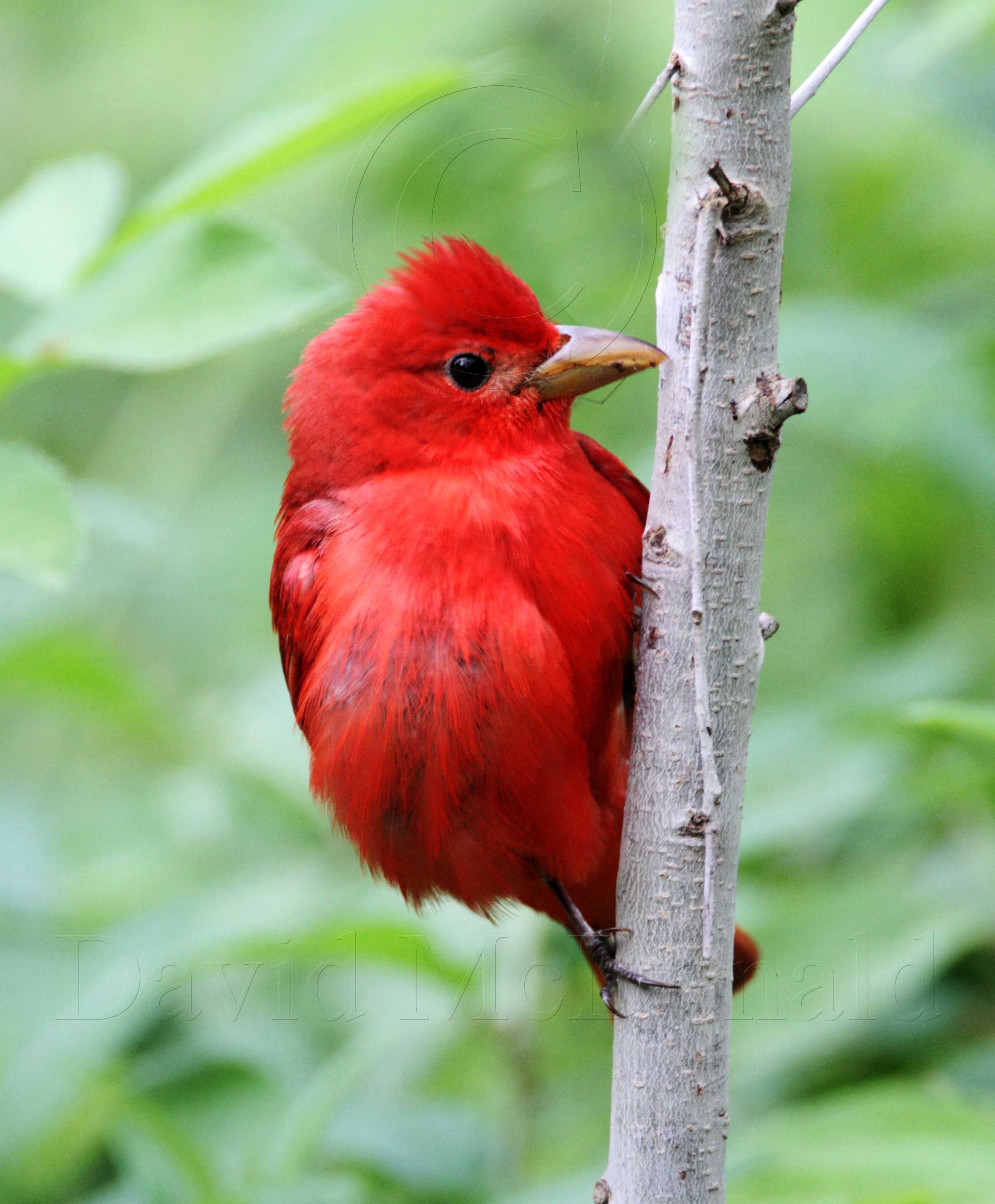Summer Tanager - male_4991.jpg