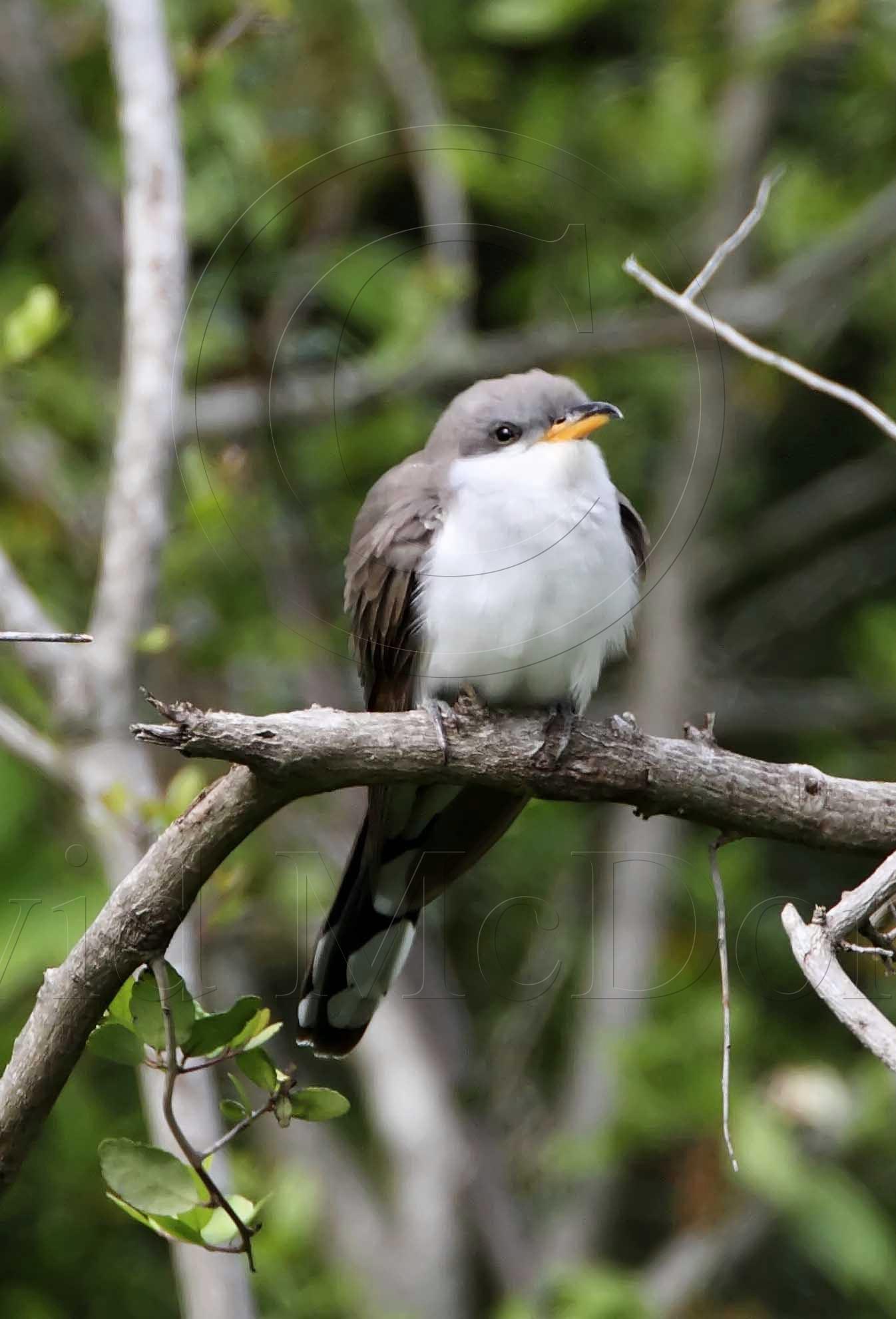 Yellow-billed Cuckoo_4856.jpg