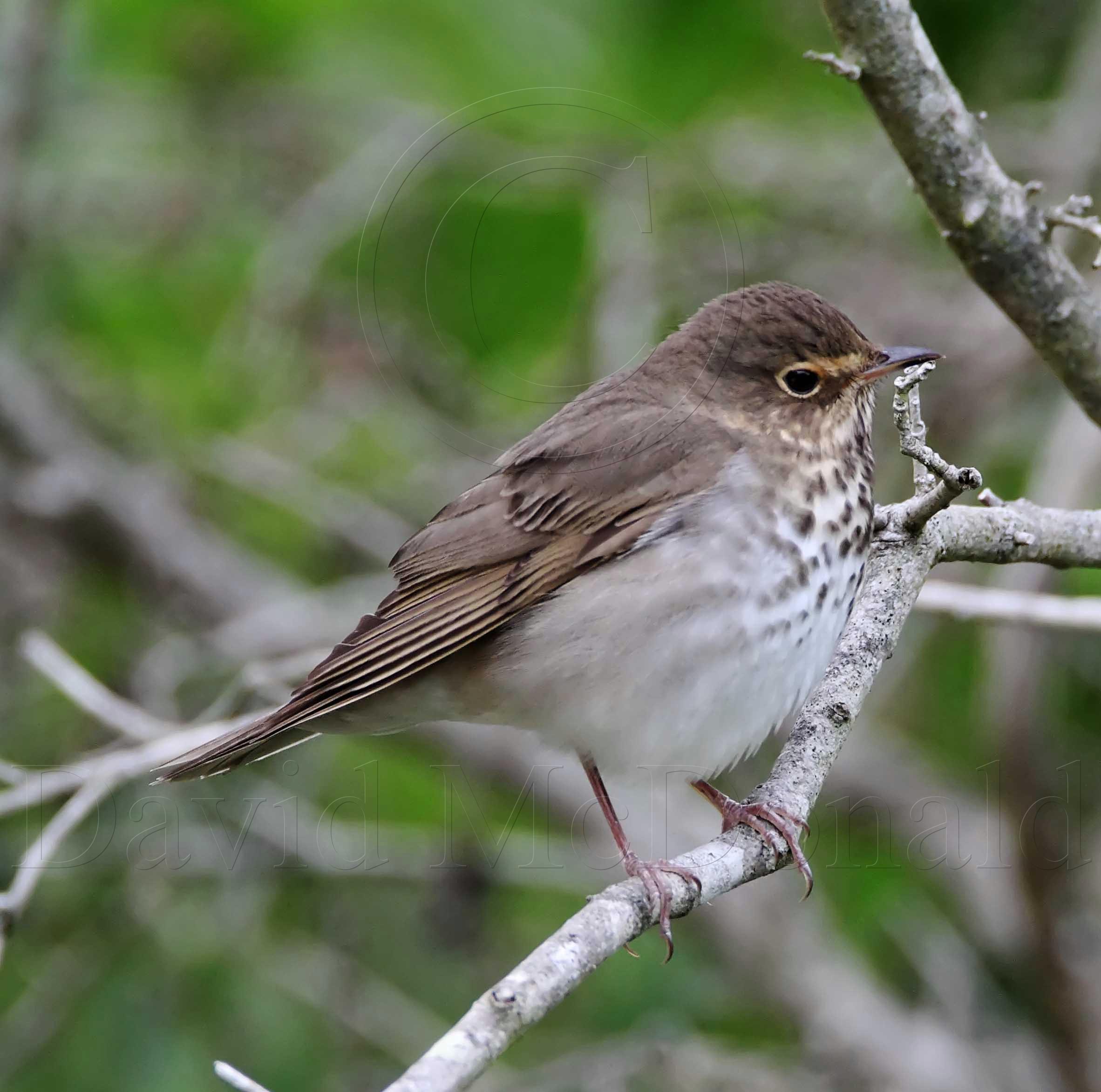 Swainsons Thrush_4915.jpg