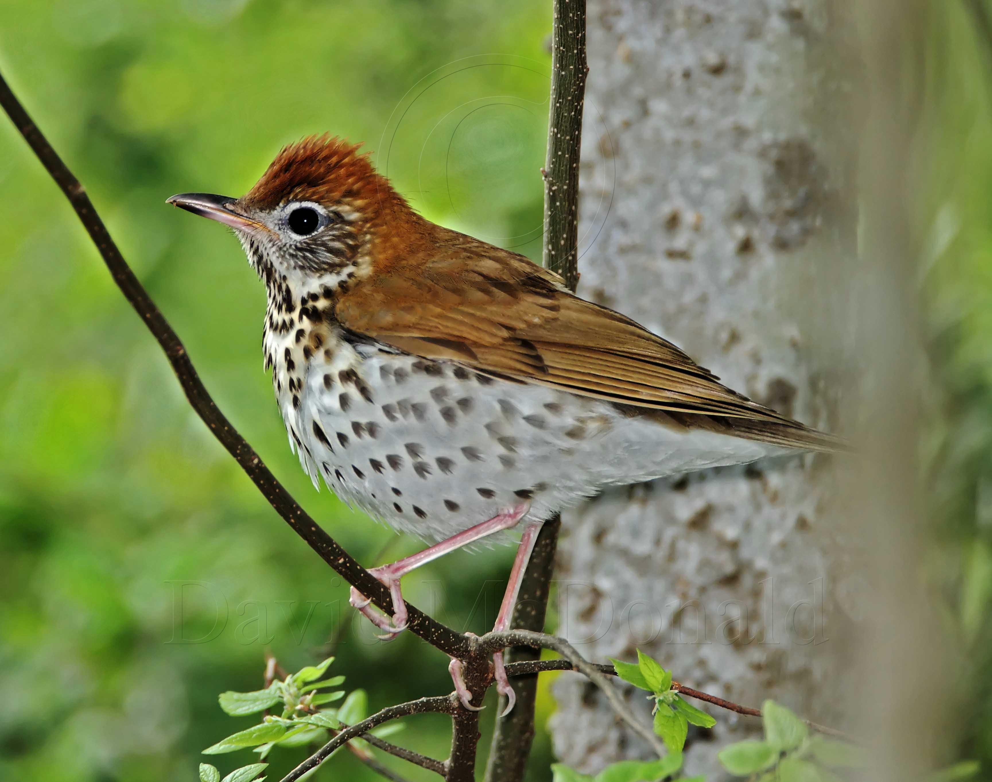 Wood Thrush_4965.jpg