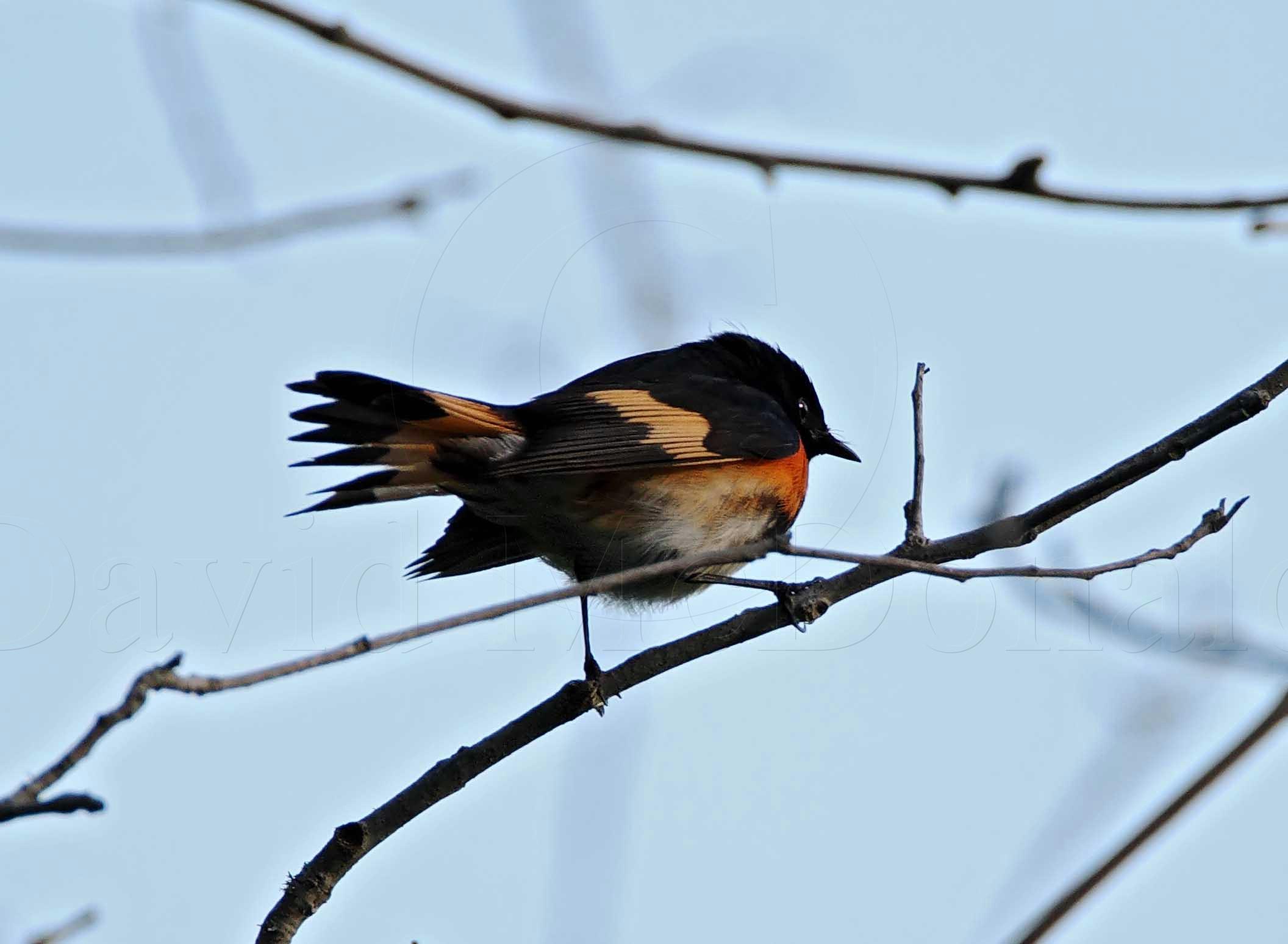 American Redstart  male_5162.jpg