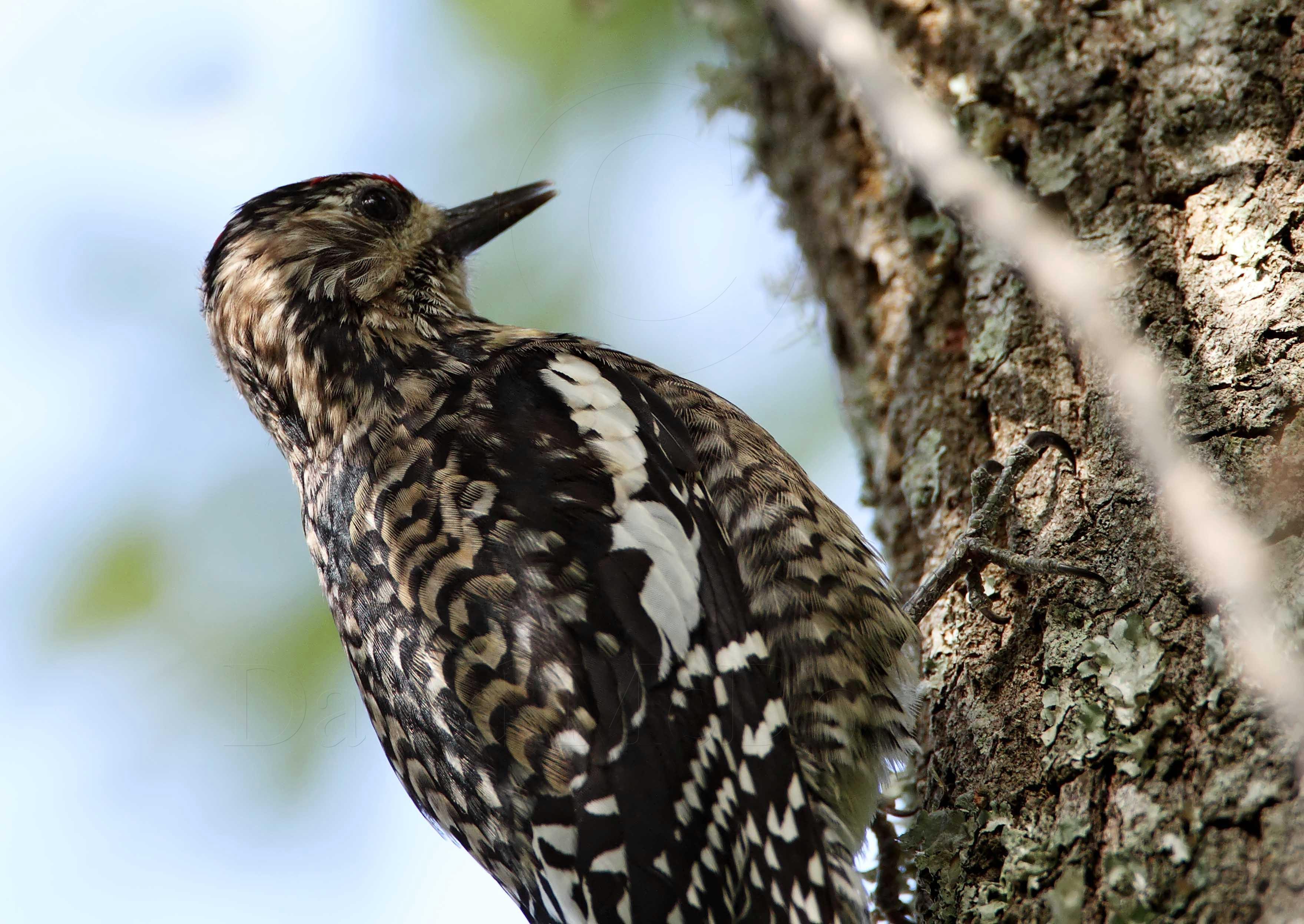 Yellow-bellied Sapsucker_5144.jpg