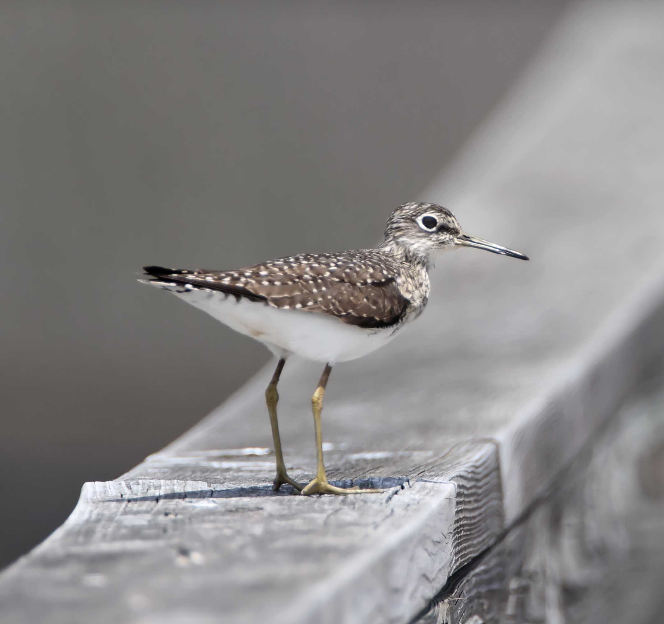 Solitary Sandpiper - breeding_5490.jpg