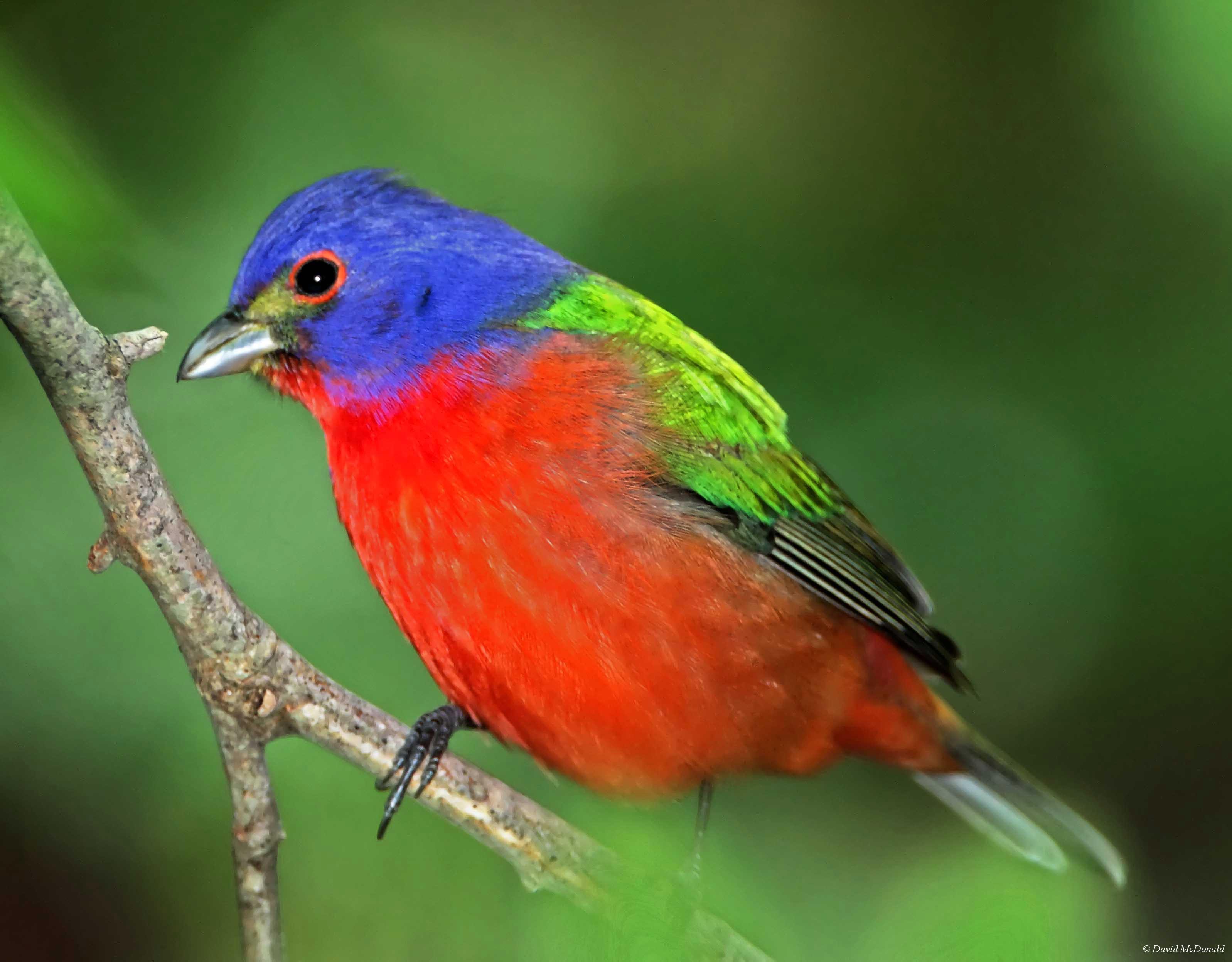 Painted Bunting - breeding male_5903.jpg